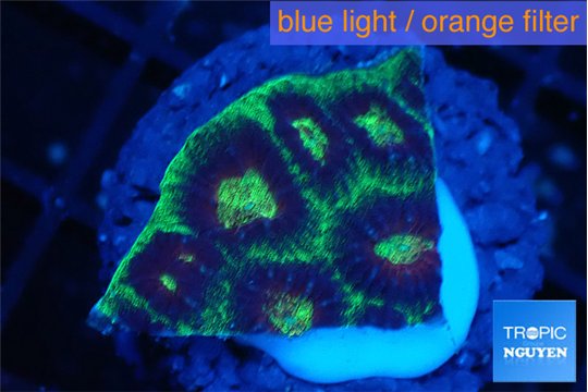 Favia snake skin 2-3 cm WYSIWYG acclimaté