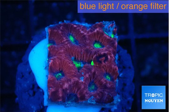 Favia red purple 2-3 cm WYSIWYG acclimaté