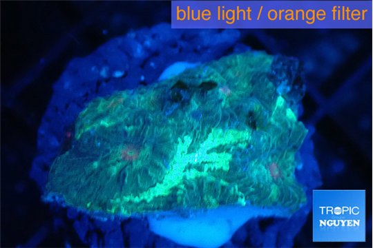 Favia green orange eyes 2-3 cm WYSIWYG acclimaté