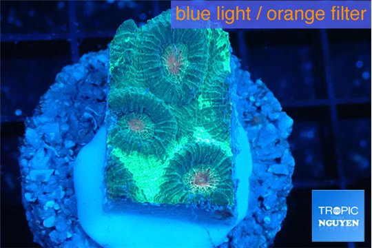 Favia green orange eyes 2-3 cm WYSIWYG acclimaté