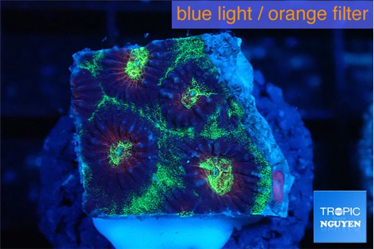 Favia snake skin 2-3 cm WYSIWYG acclimaté