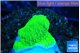 Montipora green cap 1-2 cm WYSIWYG acclimaté