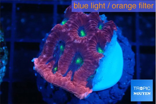 Favia red purple 2-3 cm WYSIWYG acclimaté