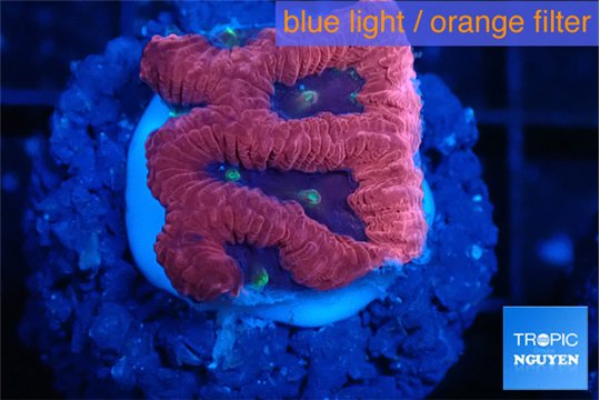 Favia red purple 1-2 cm WYSIWYG acclimaté