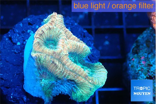 Favia rainbow 2-3 cm WYSIWYG acclimaté