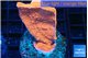 Montipora red cap 2-4 cm WYSIWYG acclimaté