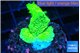Montipora green cap 1-3 cm WYSIWYG acclimaté