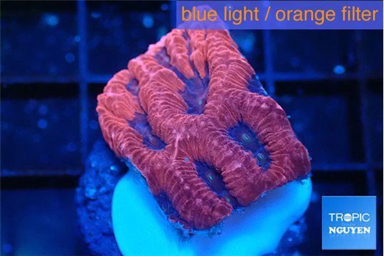 Favia red purple 2-3 cm WYSIWYG acclimaté