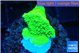 Montipora green cap 1-2 cm WYSIWYG acclimaté