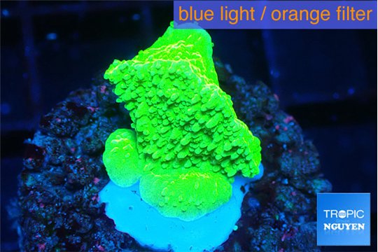 Montipora green cap 1-2 cm WYSIWYG acclimaté
