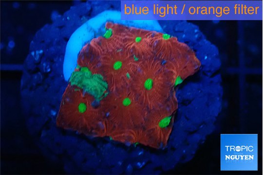 Favia red golden 2-3 cm WYSIWYG acclimaté