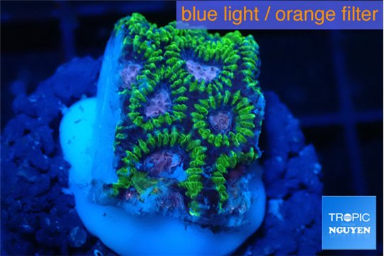 Favia space monkey 2-3 cm WYSIWYG acclimaté