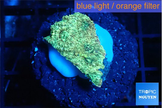 Favia green 1-2 cm WYSIWYG acclimaté