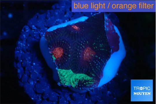 Favia monster purple 1-2 cm WYSIWYG acclimaté