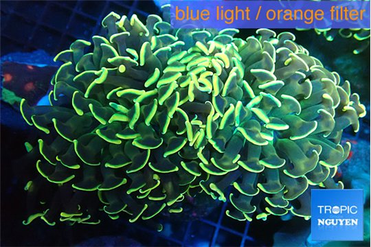 Euphyllia ancora gold 7-11 cm WYSIWYG acclimaté