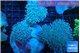 Sarcophyton multi body long white polyps 8-14 cm WYSIWYG acclimaté