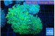 Euphyllia paradivisa green purple 10-16 cm WYSIWYG acclimaté