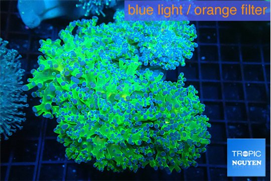 Euphyllia paradivisa green purple 10-16 cm WYSIWYG acclimaté