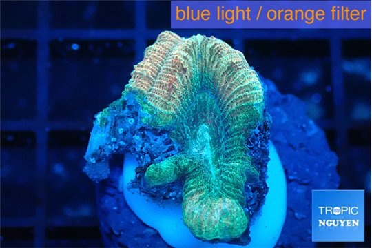 Favia rainbow 1-2 cm WYSIWYG acclimaté