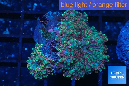 Ricordea yuma red green 2 polyps WYSIWYG acclimaté