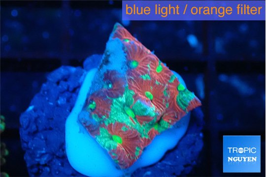 Favia red golden 1-2 cm WYSIWYG acclimaté