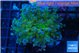 Euphyllia paradivisa green sunset 3-6 cm WYSIWYG acclimaté