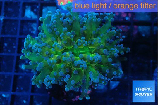 Euphyllia paradivisa green sunset 3-6 cm WYSIWYG acclimaté