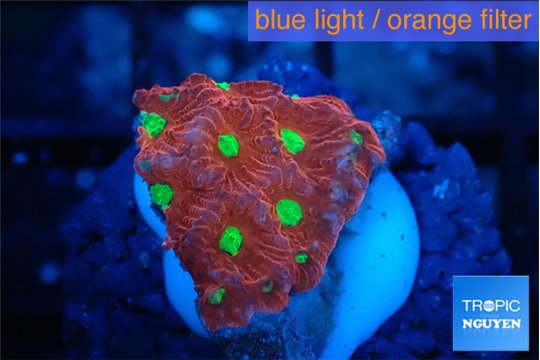 Favia red golden 1-2 cm WYSIWYG acclimaté