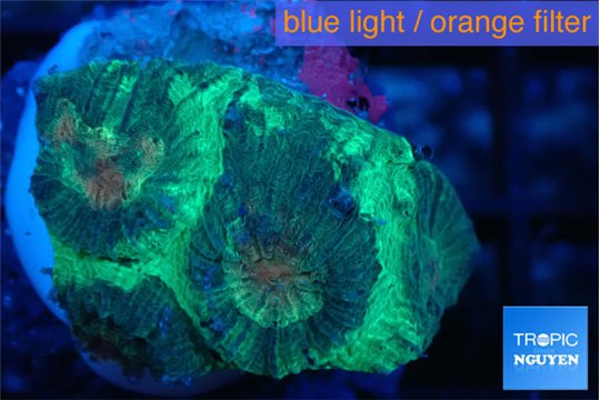 Favia green marble 2-3 cm WYSIWYG acclimaté