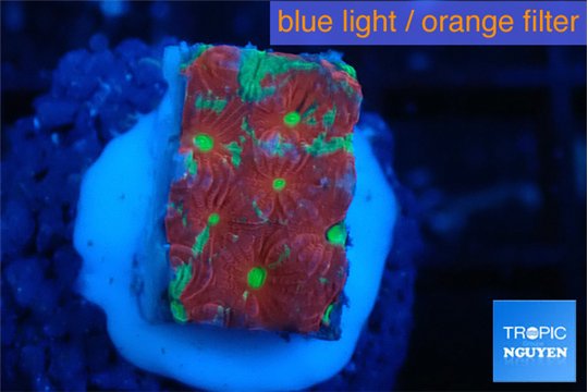 Favia red golden 2-3 cm WYSIWYG acclimaté