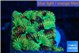 Favia reverse green 2-3 cm WYSIWYG acclimaté