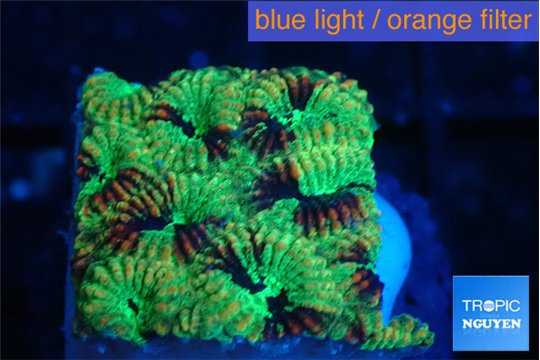 Favia reverse green 2-3 cm WYSIWYG acclimaté