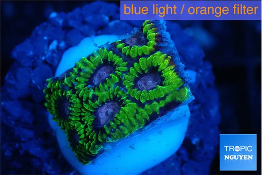 Favia space monkey 2-3 cm WYSIWYG acclimaté