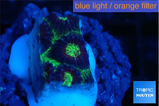 Favia snake skin 1-2 cm WYSIWYG acclimaté