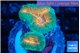 Lobophyllia orange green 2-4 cm WYSIWYG acclimaté