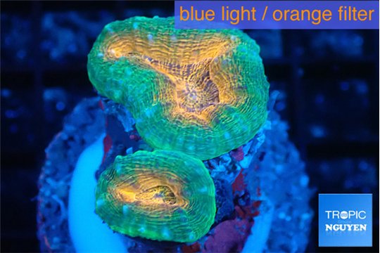 Lobophyllia orange green 2-4 cm WYSIWYG acclimaté