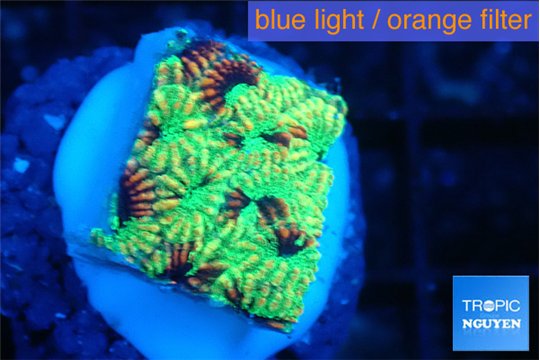 Favia reverse green 1-2 cm WYSIWYG acclimaté