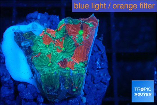 Favia aussie war 1-3 cm WYSIWYG acclimaté