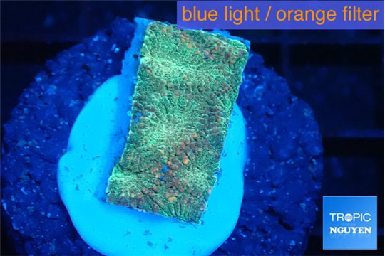 Favia sunset 1-2 cm WYSIWYG acclimaté