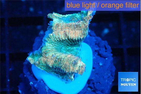 Favia rainbow 1-2 cm WYSIWYG acclimaté