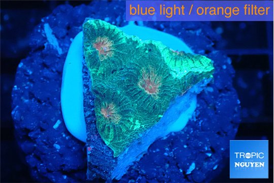 Favia orange green 1-2 cm WYSIWYG acclimaté