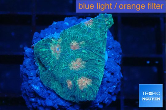 Favia orange green 2-3 cm WYSIWYG acclimaté