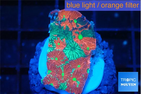 Favia aussie war 2-3 cm WYSIWYG acclimaté