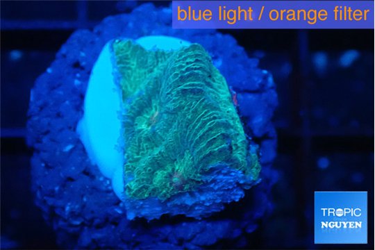 Favia green 1-2 cm WYSIWYG acclimaté