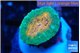 Lobophyllia orange green 2-3 cm WYSIWYG acclimaté