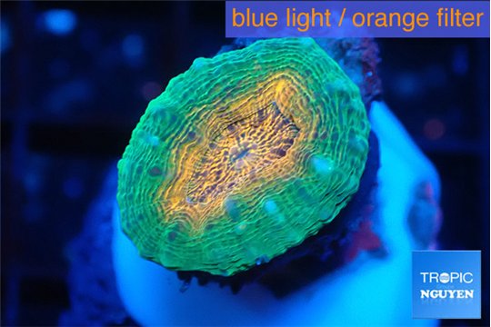 Lobophyllia orange green 2-3 cm WYSIWYG acclimaté