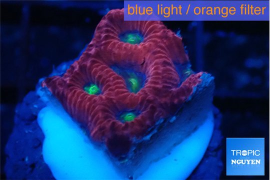 Favia red purple 2-3 cm WYSIWYG acclimaté