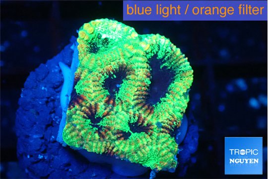 Favia reverse green 2-3 cm WYSIWYG acclimaté