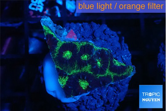 Favia snake skin 2-3 cm WYSIWYG acclimaté