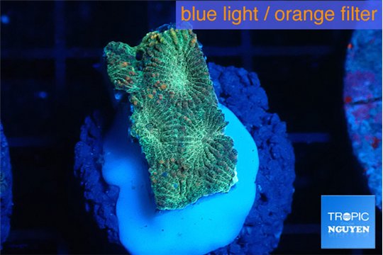 Favia sunset 1-2 cm WYSIWYG acclimaté